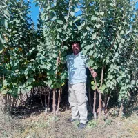 خرید نهال میوه با رشد سریع کیفیت بالا