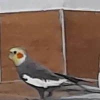 پرنده گم شده