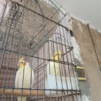 طوطی عروس هلندی