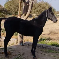 مادیان مشگی