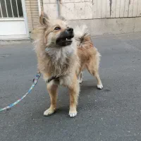 فروشی|سگ|تهران, قلهک|دیوار