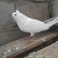 کبوتر دم سیاه