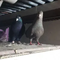 جفت آبادانی
