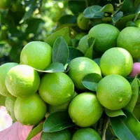 امورباغبانی و خونه باغ و باغات نخل