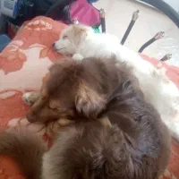 واگذاری رایگان اسپیتز