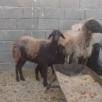 یه جفت میش وبره افشاری|حیوانات مزرعه|خمینیشهر, |دیوار