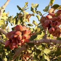 فروش زمین ۱۰ هکتار