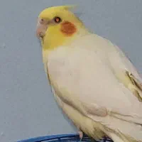 عروس هلندی سر زعفرانی وجوجه