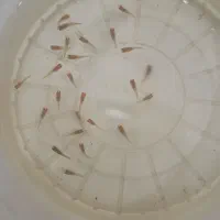 بچه ماهی.گوپی.۲ماهه .7روزه