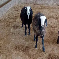 بره قوچ شال درجه یک|حیوانات مزرعه|کوهنانی, |دیوار