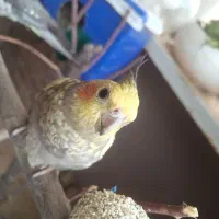 عروس هلندی