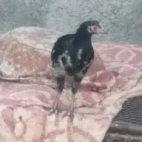 فروش جوجه باری محلی