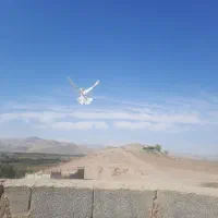کفتر