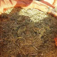 یونجه مرگور