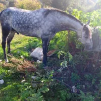 فروش اسب نریان۵سال|اسب و تجهیزات اسب‌سواری|نوشهر, |دیوار