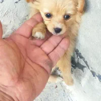 توله پامر|سگ|گلپایگان, |دیوار