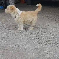 پاکوتا بسیار حرف گوش کن|سگ|زنجانرود, |دیوار