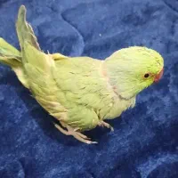 طوطی ملنگو