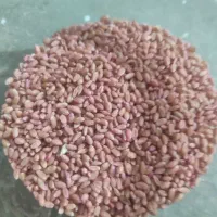 گندم بوجاری شده پیشکام|عمده‌فروشی|کنگاور, |دیوار