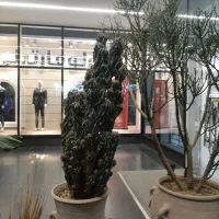 سانسوریا|گل و گیاه طبیعی|ری, اقدسیه|دیوار