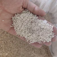 برنج چمپا بیدله|خوردنی و آشامیدنی|منج, |دیوار