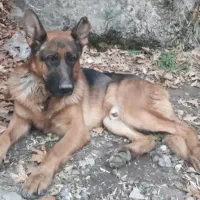 سگ ژرمن