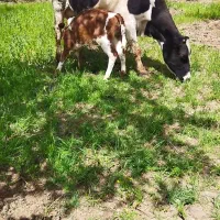 گاوشیری باگوساله قرمز