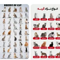 گربه گمشده ماده