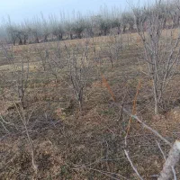 هرس درختان|خدمات باغبانی و درختکاری|چهاربرج, |دیوار