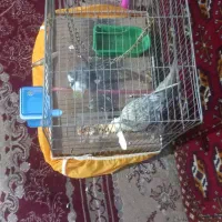 عروس هلندی