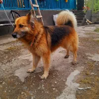 سگ ژرمن تربیت شده اصیل