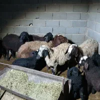 میش بره دار|حیوانات مزرعه|جوادآباد, |دیوار