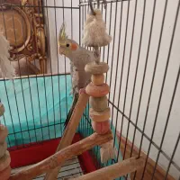 عروس هلندی