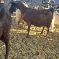 بز ومیش|حیوانات مزرعه|مهریز, |دیوار