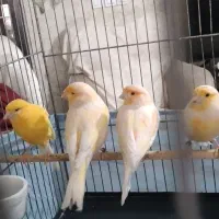 قناری ماده آماده موزاییکی وطلایی جفت نرفته