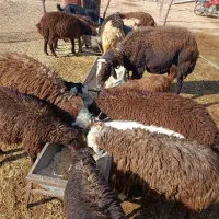 بره نر|حیوانات مزرعه|پاپی, |دیوار