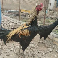 خروس مرغ لاری|حیوانات مزرعه|فشاپویه, |دیوار