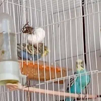 مرغ عشق پروانه ای