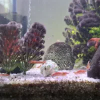 ماهی گپی ، میگو|ماهی|تبریز, |دیوار