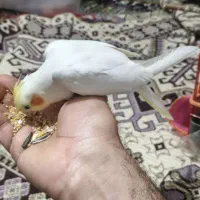 عروس هلندی|پرنده|پیرانشهر, |دیوار