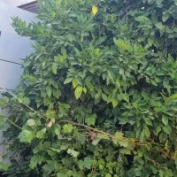 رهن ویلایی فاز یک