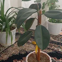 گل طبیعی فیکوس