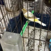 قناری و سهره قناری|پرنده|محمدشهر, سیدآباد|دیوار