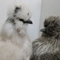 پرندگان وحیوانات مزرعه|حیوانات مزرعه|مشهد, فتح المبین|دیوار