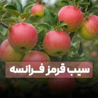 ارقام متفاوت نهال مثمر و غیرمثمر با ضمانت ۵ساله