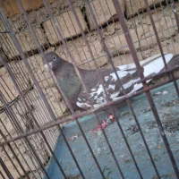 سینه قهوه ای|پرنده|شیراز, کوشک میدان|دیوار