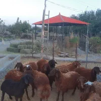 بره نر چاق