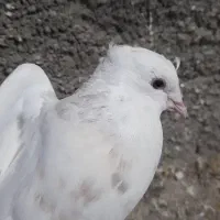 کبوتر طوقی نسل اجوری زری قهوای|پرنده|سنندج, |دیوار