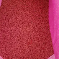 گندم بذر آذر ۲ بوجاری شده