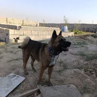 آکیتا آمریکایی